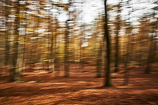 Wald-Eploration, Westerwald, 2020